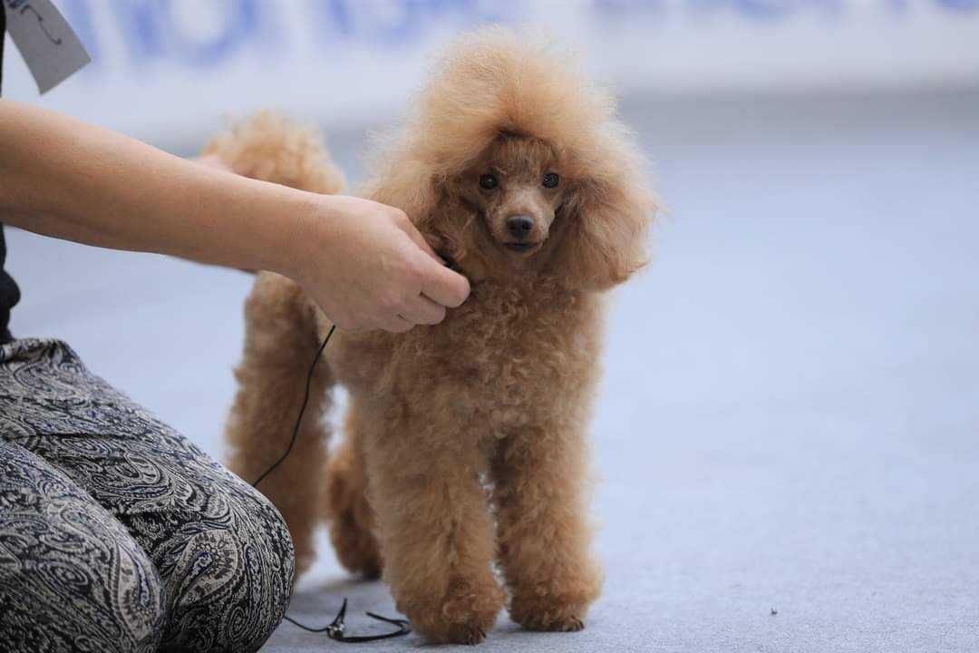 000fb-img-1696059762436