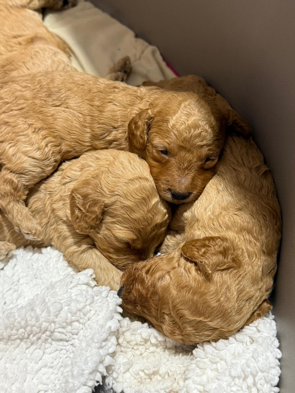 000whatsapp-image-2026-01-10-at-13.43.0_20260113-111027_1