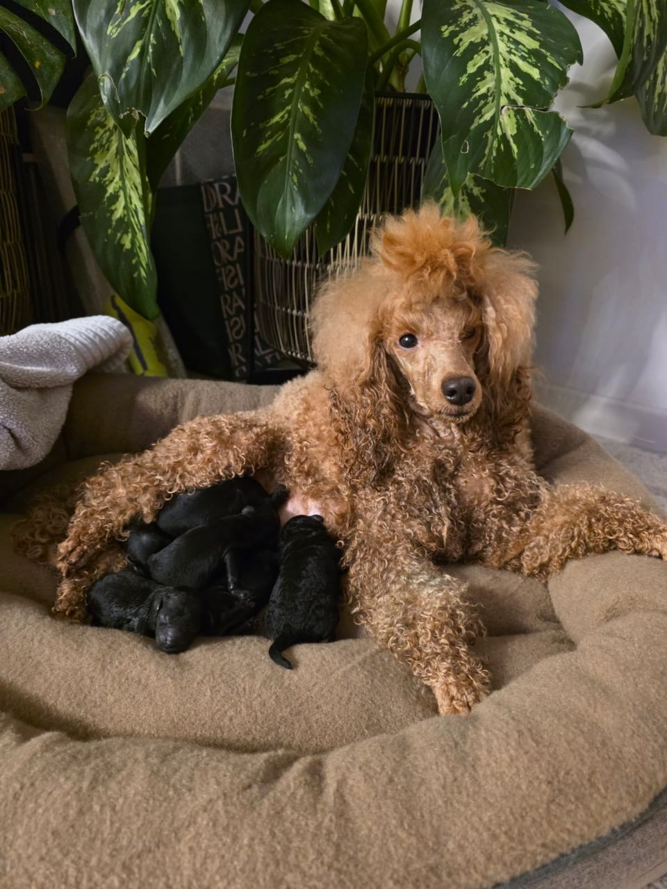 000img-20260118-185355-744