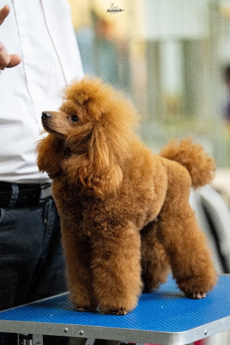000irinabushansky-poodleclubshow-219