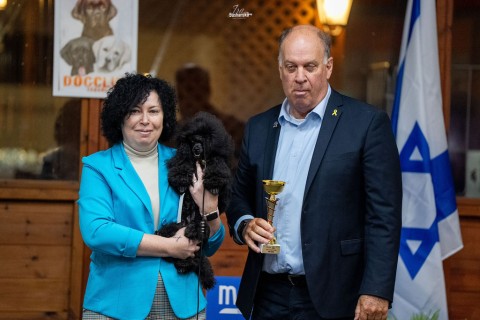 תערוכה לאומית — IRINABUSHANSKY-poodleclubshow-122.jpg