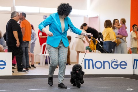 תערוכה לאומית — IRINABUSHANSKY-poodleclubshow-124.jpg