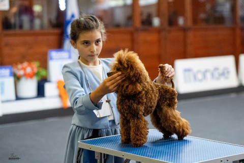 תערוכה לאומית — IRINABUSHANSKY-poodleclubshow-178.jpg