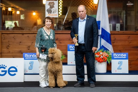 תערוכה לאומית — IRINABUSHANSKY-poodleclubshow-61.jpg