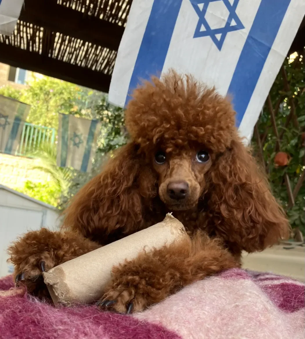 תמונות המאמר — תמונה 1
